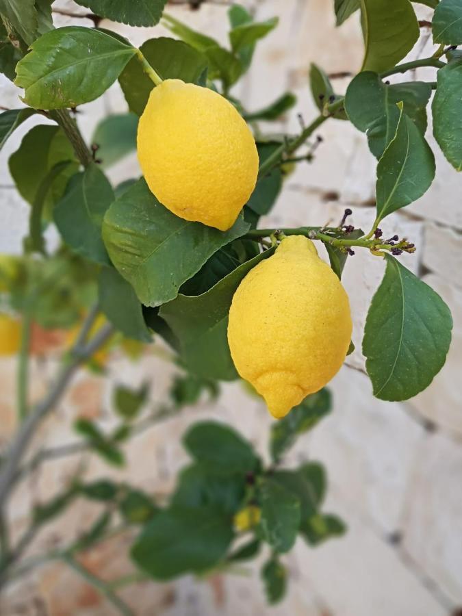 Casa Ale & Vinci Villa Monopoli Dış mekan fotoğraf